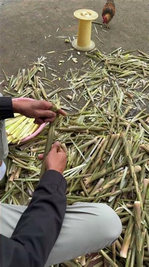 Traditional bamboo shoot processing: Live demo of cutting and peeling