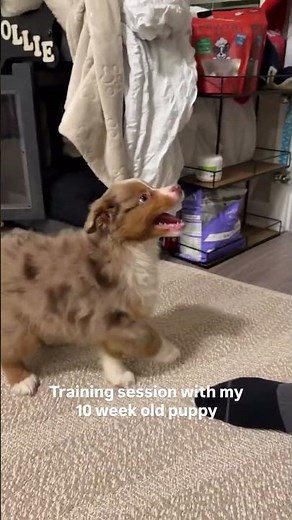 Training session with my 10 week old puppy. What else should Rollie learn? #puppy #puppylove #pets