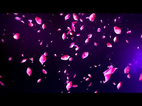 Beautiful petals fall down petals photography background petals video background