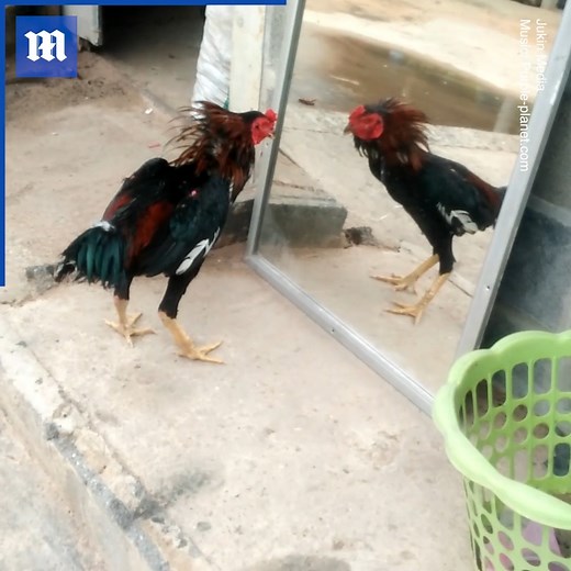 Rooster fights with his reflection