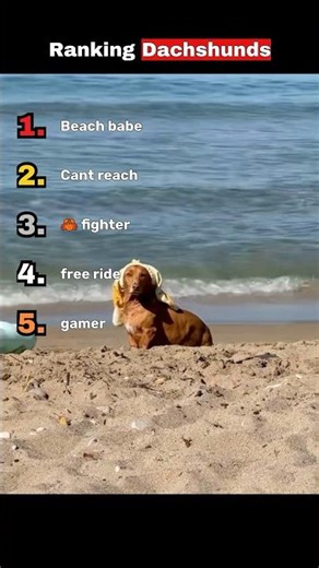 Who here wants a Dachshund⁉️😍 #ranking #dog