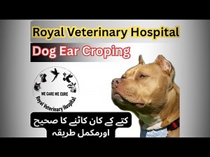 Ear cropping in dogs (Dog ear cropping) 🐶 Dog Ear Cropping – Complete Veterinary Procedure