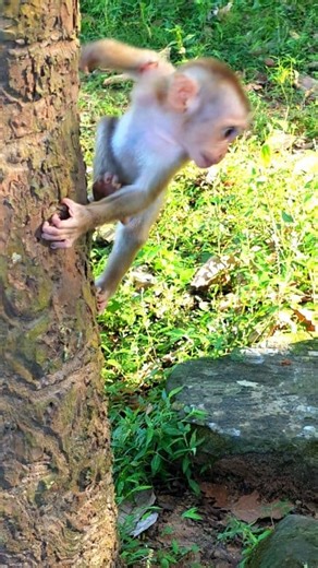 8.5K views · 147 reactions | The movements of Lynx jump from tree to Mom. #tuesday #turkey | Savorng Voeurn | Facebook