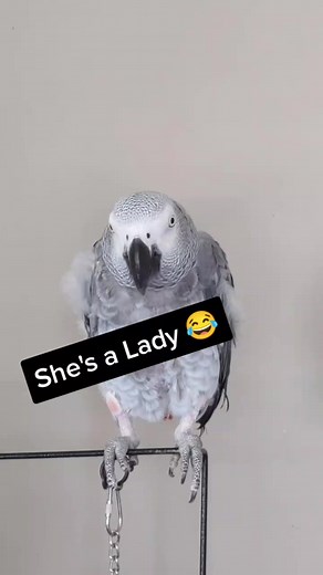 Hilarious African Grey Parrot Burp Compilation