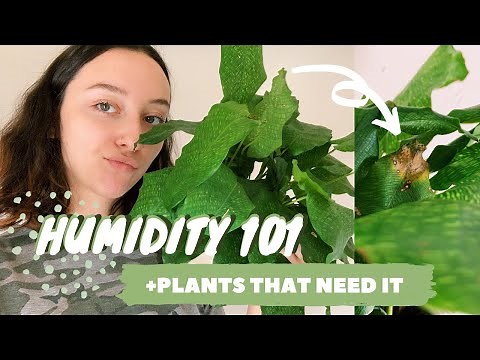 HUMIDITY LOVING PLANTS | how to increase humidity in your home