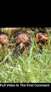 three cute baby monkeys in the wild | Monkey Cambodia
