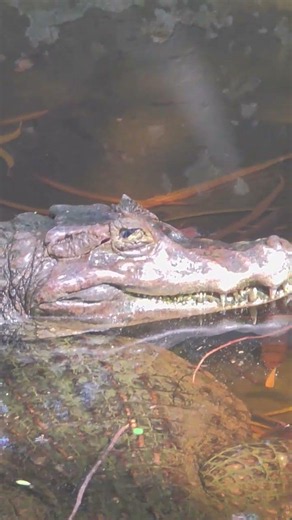 Silent Predator at Rest. #caiman #reptile #wildlife #nature #animallife #animals #reptilelife #zoo