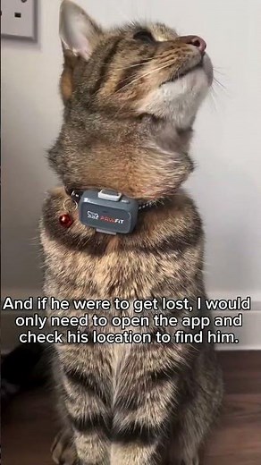 Every cat parent needs a Pawfit Lite GPS tracker for extra peace of mind 😺
