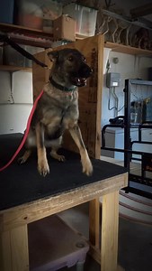 KoRe the GSD #germanshepherd #gsd #bitework #decoy #dogsports | Unschool The Dog