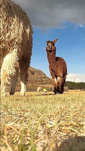 🦙 Fast, fun llama facts! #animalshorts #bubblesandfriends