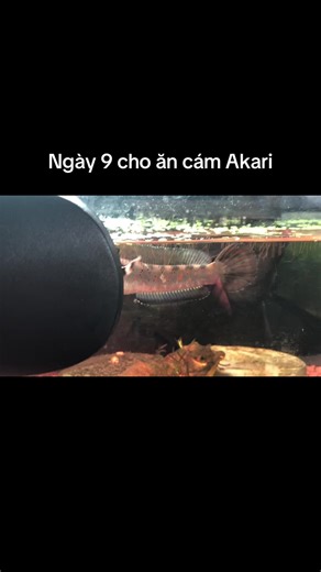 Phải gọi là nét #calockieng #xuhuong