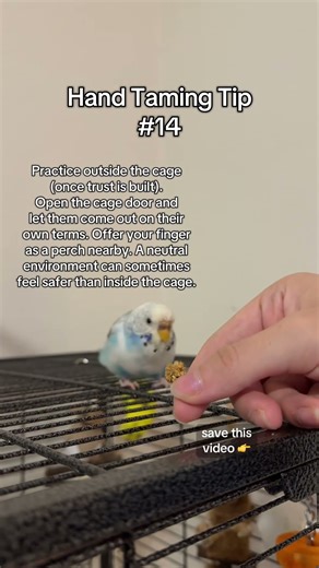 Tell me whether or not you’ve tried this yet 🩵 Follow for more tips to help you tame your bird 🐦