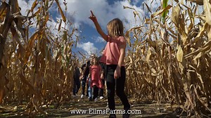 313 reactions · 17 shares | Pumpkin picking season has begun!  Open Wed-Fri from 9am-1pm and Sat-Sun from 10am-6pm. Open October 13th from 10am-6pm. | Ellms Family Farm | Facebook