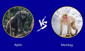 Apes vs Monkeys: Same Or Different?