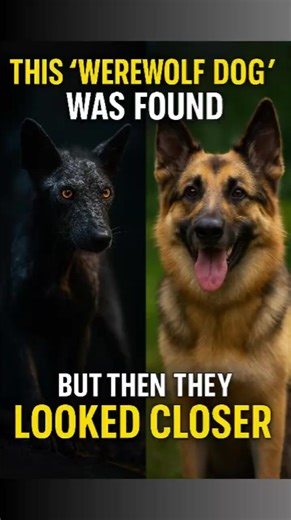 This ‘Werewolf Dog’ Was Found Wandering Alone… But