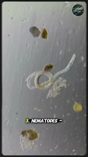 5 Creatures That Survive in Outer Space 🛰️🪐 #shorts