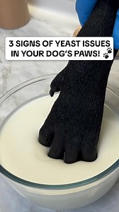 Constant paw licking, scratching, and head shaking aren’t random. They’re often signs your dog is uncomfortable inside. When the gut struggles to manage yeast, it can show up on the skin. Supporting gut health daily may help: 🔵 Maintain normal yeast balance 🔵 Calm ongoing scratching and licking 🔵 Support overall comfort Learn more about these signs and how a daily probiotic can help. | PetLab Co.