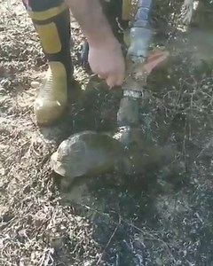 10K views · 138 reactions | Rescued While Burning ... Turtle Rescued from Burning in a Forest Fire in #Izmir  #Turkey Turtle drank water like this  | Extreme Weather World | Facebook