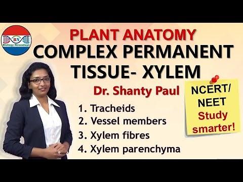 Xylem- Complex permanent tissue