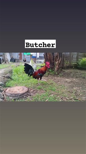 Authentic Mt. Banahaw Butcher The Butcher gamefowl is a historically significant gamefowl bloodline created by Phil Marsh in the early 20th century, named after his meat market in New York. It is known for its "cutting" ability in cockfighting, a brainy and calculated fighting style, and good stamina. The breed is characterized by straight combs, white or yellow legs, and various color patterns like black-red, spangled, and brassback. Butchers are often crossed with other bloodlines to enhance s