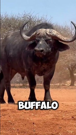 Animals with the Most Impressive Horns in the World