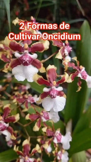 2 Formas de Cultivar Orquídea de Raízes Finas #oncidium #orquídea #orchid