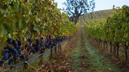 2 Willamette Valley spots named among top 50 vineyards in the world