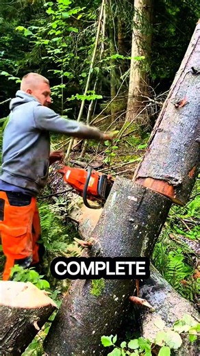 what happens if tree notches are not made #logging #sawblade #chainsaw #wood