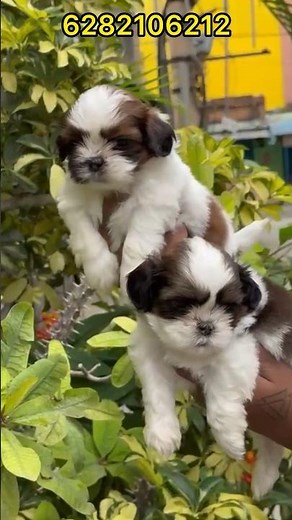 shih tzu puppies sale | shih tzu puppy sale kerala | shih tzu puppy | home delivery available