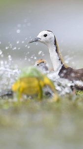 46K views · 1.3K reactions | Salient killer coming ! | Jacana vs Bullfrog  | 》Shot on the Nikon Gears Stay tuned with @rameshkarmakar_wildlife for more of the jungles/wetlands best kept secrets #nature #killer #wildlife #nikonindiaofficial #wild #earth #rameshkarmakarwildlife #nikonz8 #frog #jacana #Love #animal #water #Protect #bird #Birds #birdlovers #animals | Ramesh Karmakar | Facebook