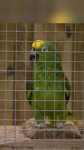 7.6K views · 98 reactions | Check out the parrot who can sing Beyoncé... (and his other talented friends) | BBC East Yorkshire | Facebook