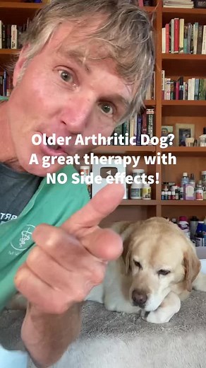 Effective Natural pain relief for Arthritic Dogs - recommend by Dr. Jones @veterinarysecrets #naturalremedy#dogjointhealth#arthritisrelief#heattherapy
