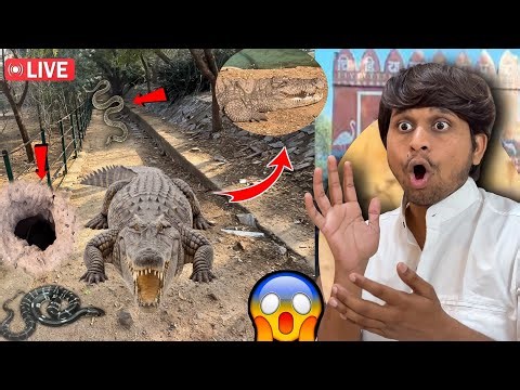 JAIPUR ZOO – 🚨😰 Real Junglee Crocodile 🐊😱 Bhar Aa Gaya?