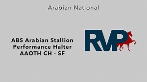 AN23 - Class 2080 - ABS Arabian Stallion Performance Halter CH - SF