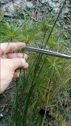 Propagating papyrus #diy #waterpropagation #plantnutrition #ponds #foryoupage #plantparenthood