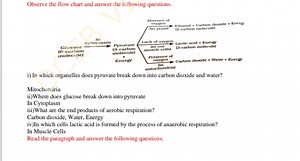 Observe the flow chart and answer the following questions.i) I... | Filo