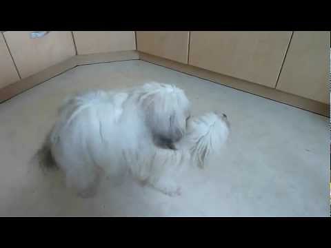 Natürlicher Deckakt bei Havanesern