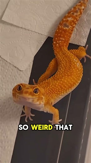 Top 3 Rarest Reptiles You’ve Never Seen! 🦎