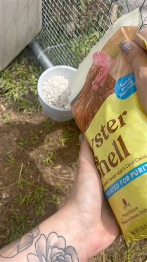 A simple and easy oyster shell feeder! This will prevent wasting and spilling hopefully. #Chickens #CrazyChickenLady #BackyardChickens #ChickensOfInstagram #Chickencoop #Homestead #HomesteadLife #Homesteader #homesteading | The Hot Mess Homestead