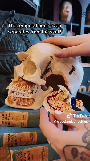 Exploring a Vintage Medically Prepped Human Skull
