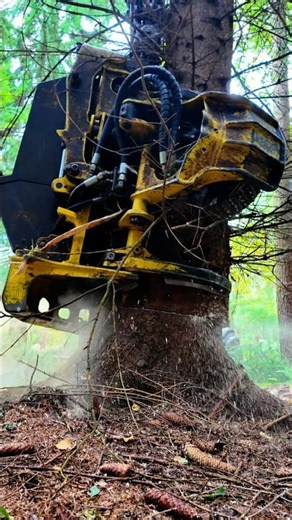 Satisfying Wood Slice - Oddly Relaxing Sound (No Talking ASMR)