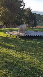 Just another day in the backyard... 🐑 P.s. Did you know sheep have excellent peripheral vision? Their large, rectangular pupils allow them to see almost 360 degrees - they can even see behind themselves without turning their heads! | Australia in the United States
