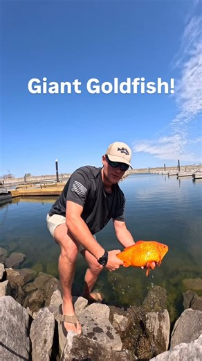 35K views · 357 reactions | HUGE Goldfish! They get really big when...