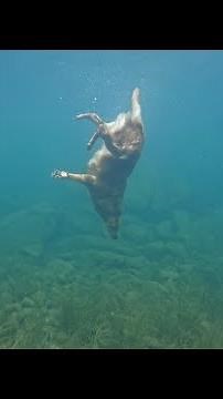 Golden Retriever Loves Diving Deep Underwater