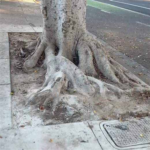 Trees Of LA on Instagram: "Meet the Indian Laurel Fig (Ficus microcarpa) aka a banyan tree, native to tropical Asia, where rain and humidity let it send dramatic aerial roots cascading down, fusing into new trunks. In LA’s dry climate, however, those aerial roots rarely make an appearance, but these figs still make a massive mark: tons of shade, drought tolerance, resistence to pollution, and… plenty of sidewalk drama. My favorite fact about ficus trees is that they can perform a process called 