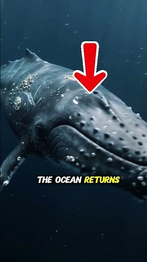 "ALONE — THE 52 HERTZ WHALE" — A National Geographic Original Deep Ocean Documentary