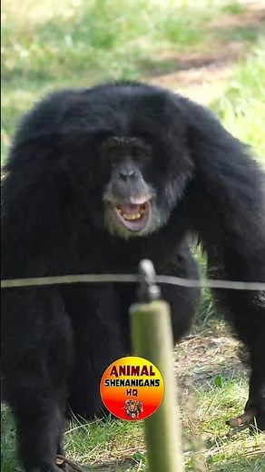Chimpanzee Bonobo Hybrid Adam Loud and Wild Stick Tossing Session! #Chimpanzees #bonobos