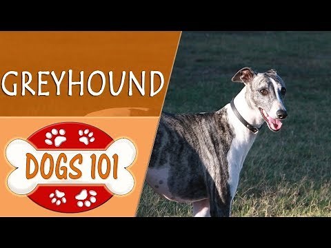 Dogs 101 - GREYHOUND - Top Dog Facts About the GREYHOUND
