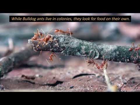 Bulldog Ants are Very Aggressive and Bite and Sting