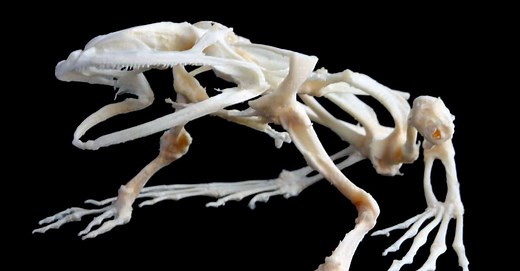 Do Frogs Have Bones? Discover Their Unique Anatomy